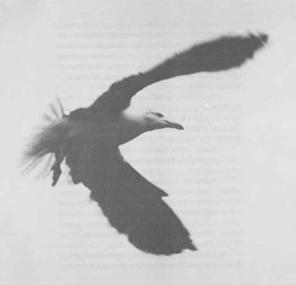 Птица на стр. 14 Птица на стр. 14