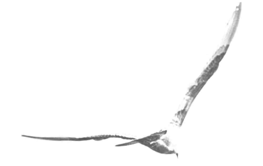 Птица полет надолу отзад на стр. 27 Птица полет надолу отзад на стр. 27