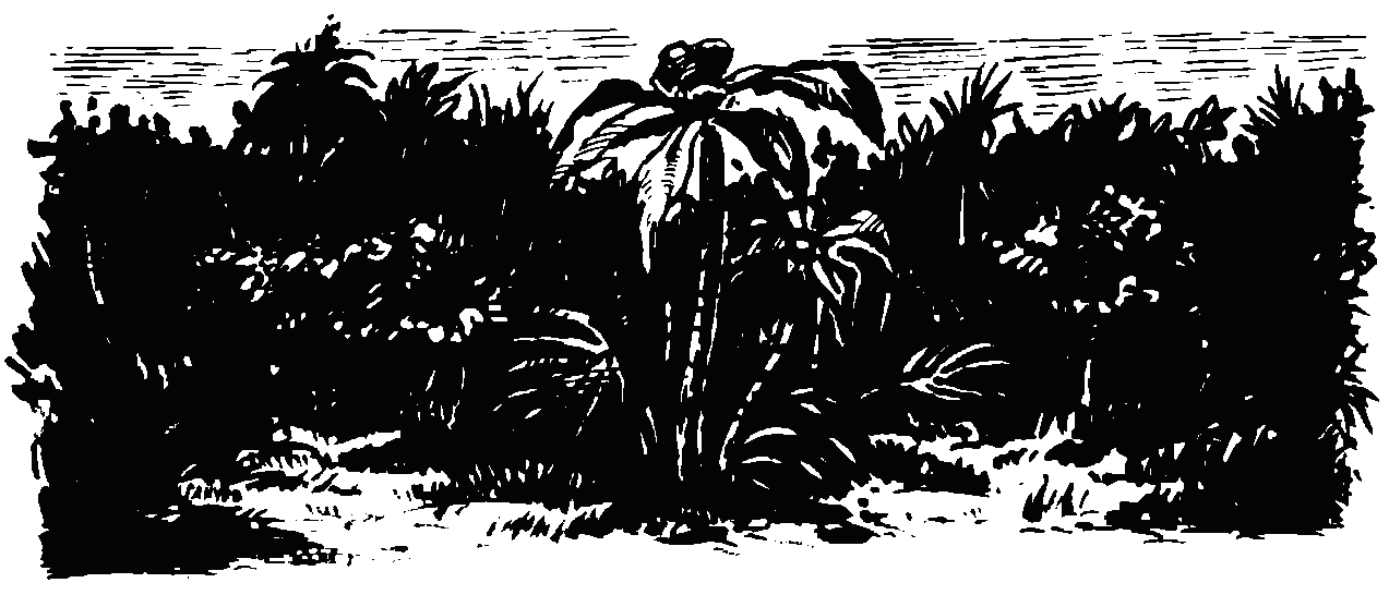 zvezdni_bojci_djungla.png zvezdni_bojci_djungla.png