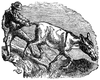 Търговецът на сол и магарето му Търговецът на сол и магарето му