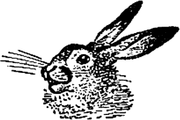 Зайчето Зайчето