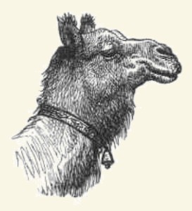 Илюстрация: Катрин Франсис Фрер (Catherine Frances Frere, 1868) Как странникът разделил камилите